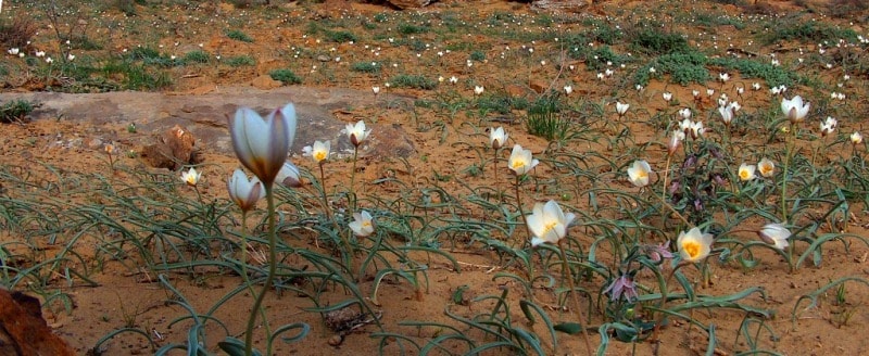 Tulipa sogdiana.