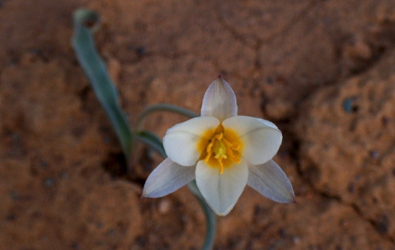 Tulipa sogdiana.