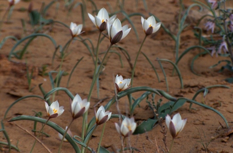 Tulipa sogdiana.