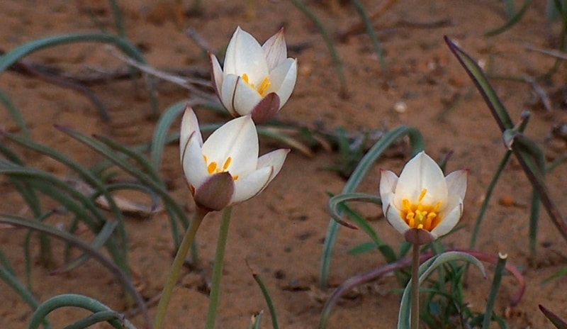 Tulipa sogdiana.