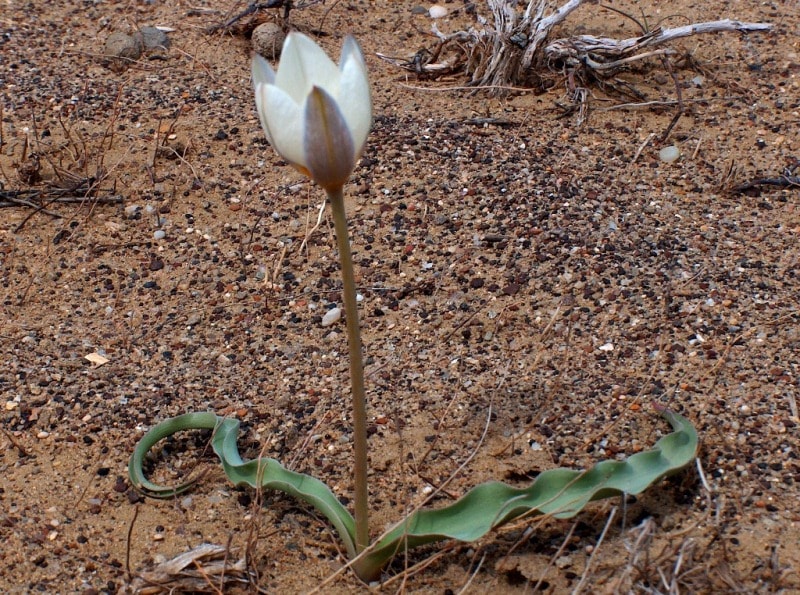 Tulipa sogdiana.