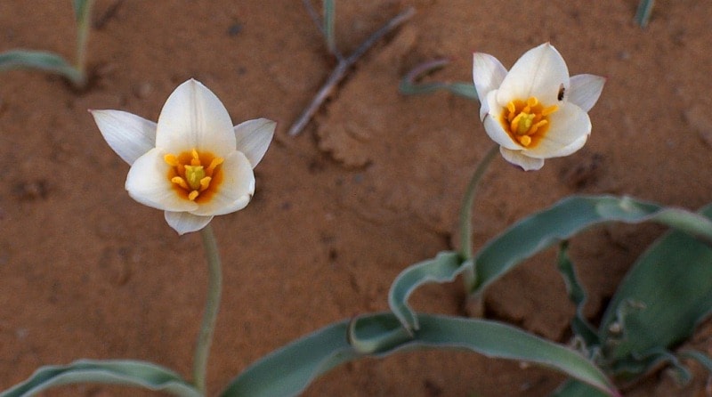 Tulipa sogdiana.