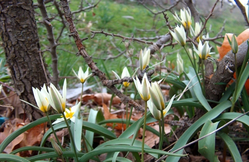 Tulip turkeslanica.