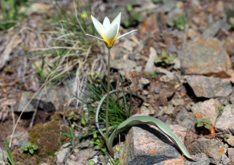 Tulip turkeslanica.