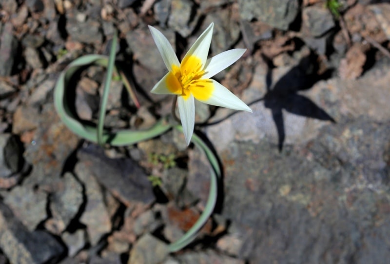 Tulip turkeslanica.