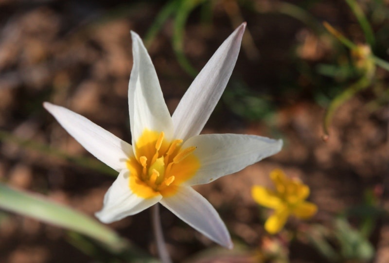 Tulip turkeslanica.