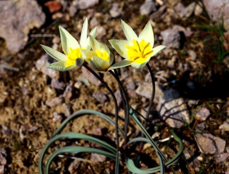 Tulip turkeslanica.