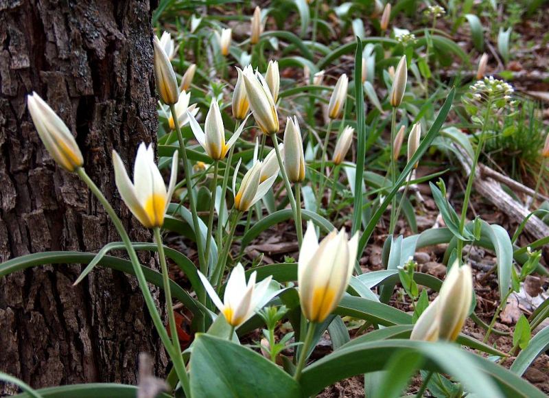 Tulip turkeslanica.