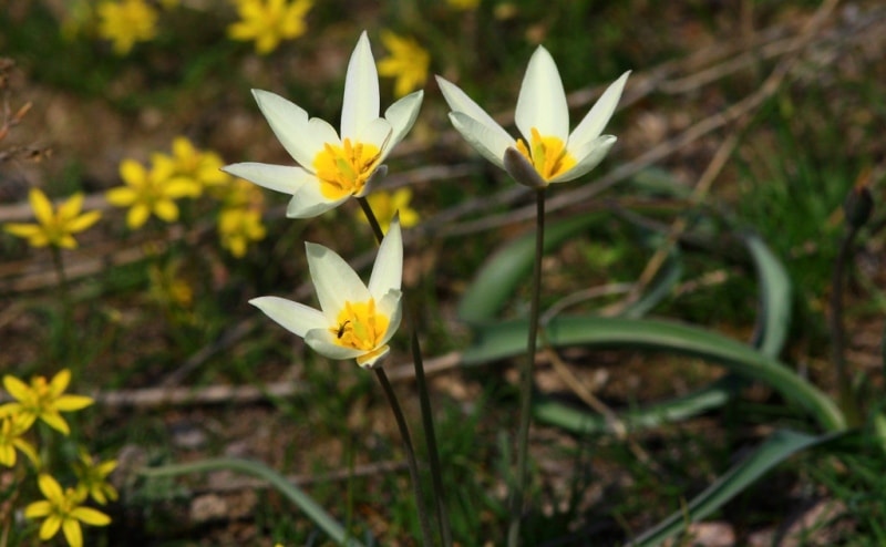 Tulip turkeslanica.