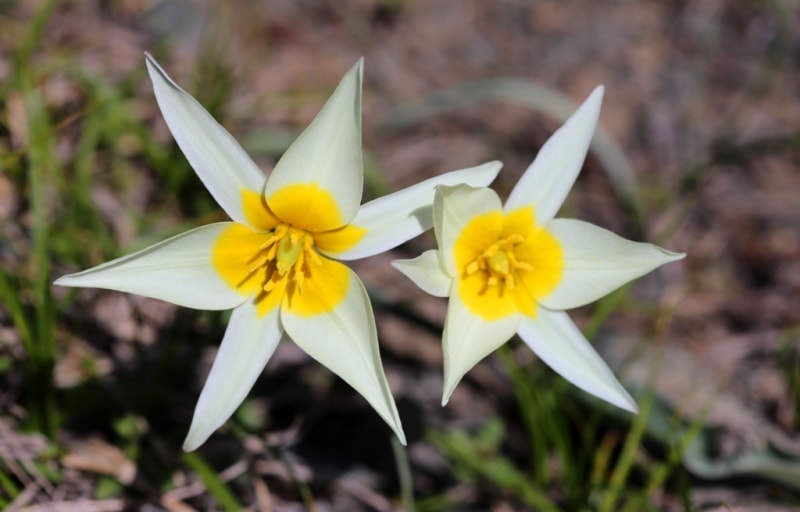 Tulip turkeslanica.