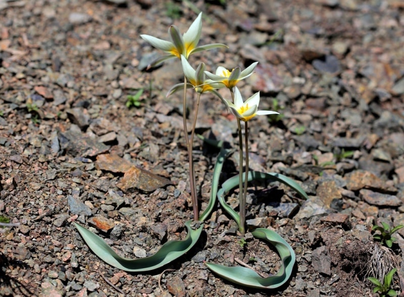 Tulip turkeslanica.