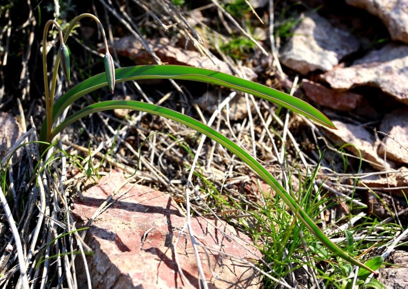 Tulip turkeslanica.