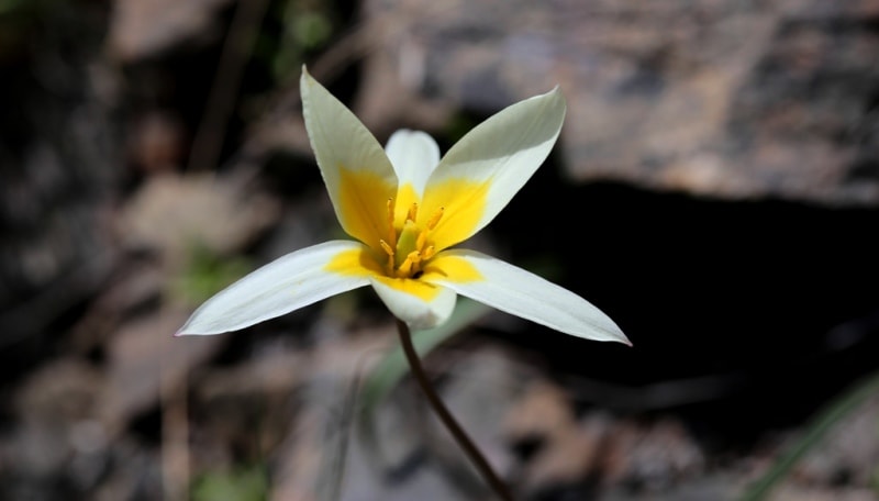 Tulip turkeslanica.