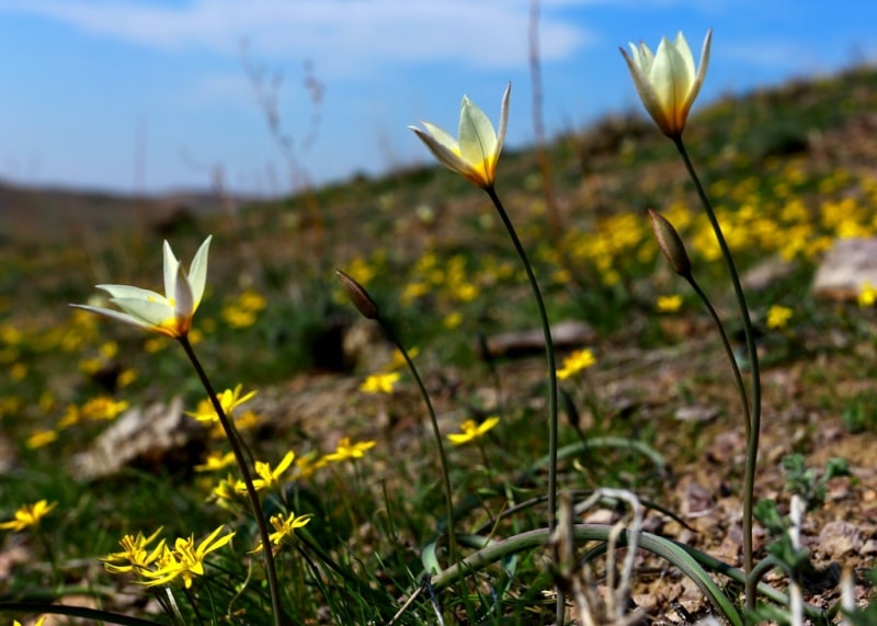 Tulip turkeslanica.