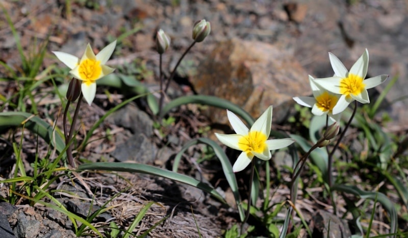 Tulip turkeslanica.