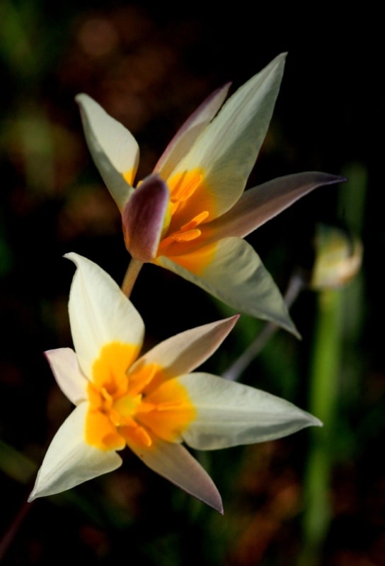 Tulip turkeslanica.