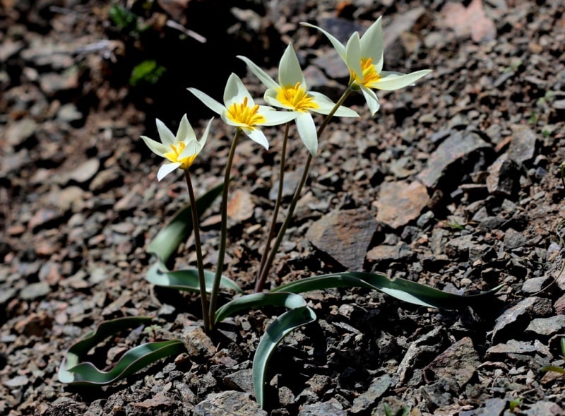 Tulip turkeslanica.