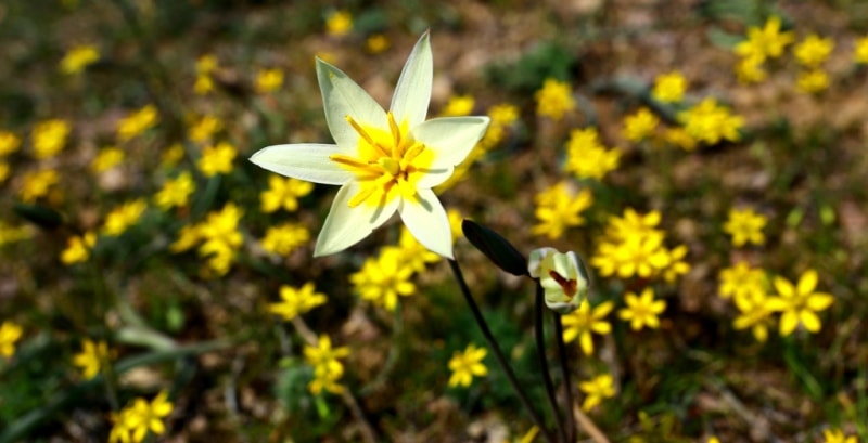 Tulip turkeslanica.