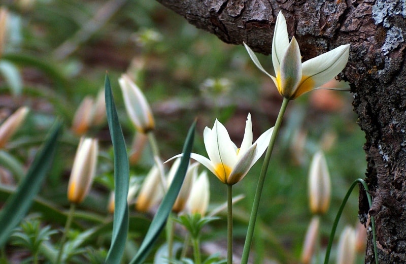 Tulip turkeslanica.