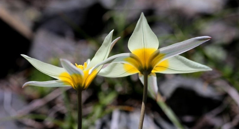 Tulip turkeslanica.