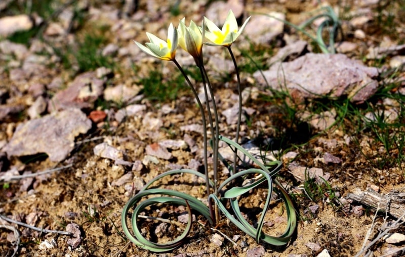 Tulip turkeslanica.