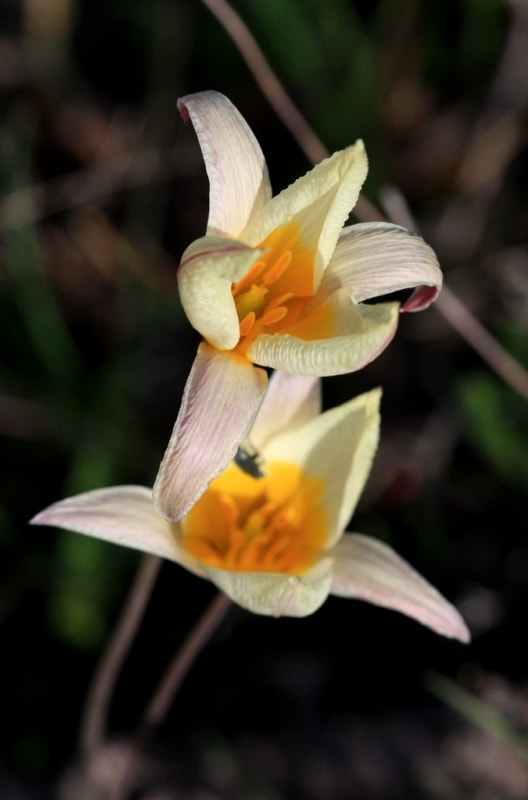 Tulip turkeslanica.