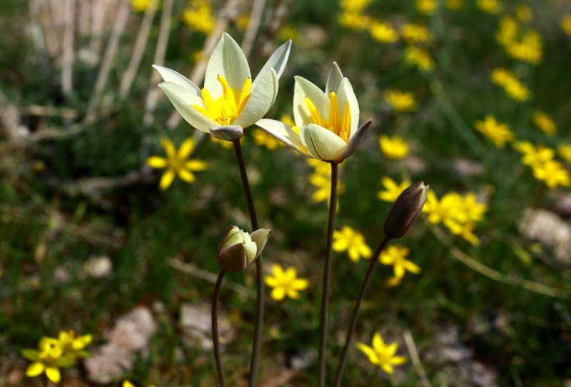 Tulip turkeslanica.