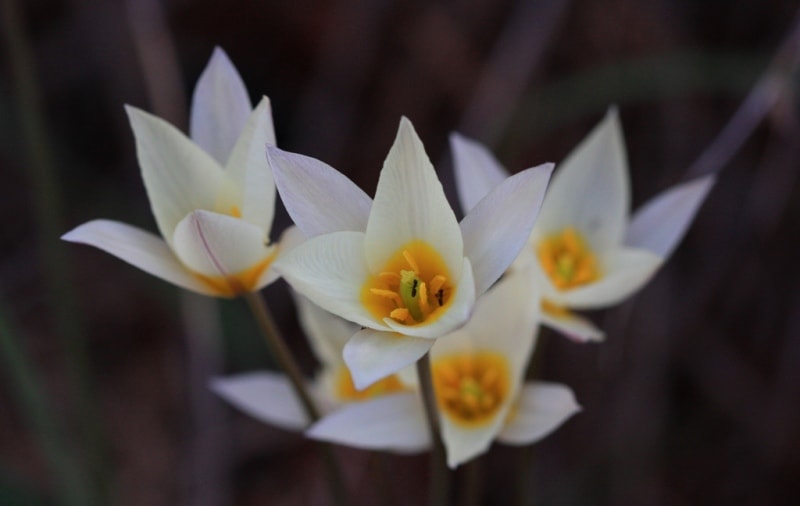 Tulip turkeslanica.