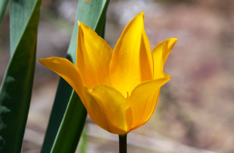 Tulipa zenaidae. Merke gorge. Zhambyl province.