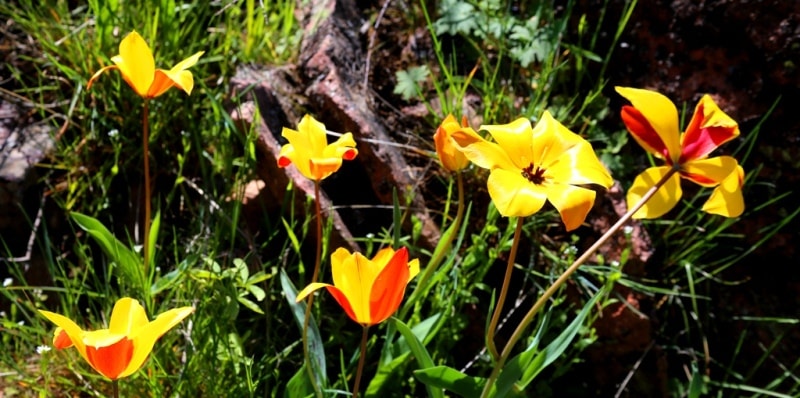 Tulipa zenaidae. Merke gorge. Zhambyl province.