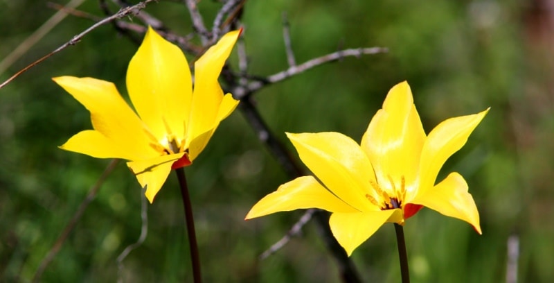 Tulipa zenaidae. Merke gorge. Zhambyl province.