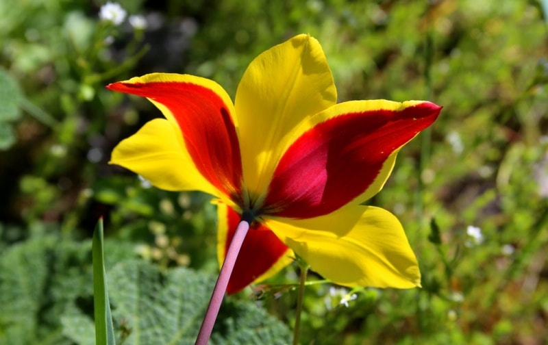 Tulipa zenaidae. Merke gorge. Zhambyl province.