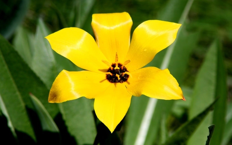 Tulipa zenaidae. Merke gorge. Zhambyl province.