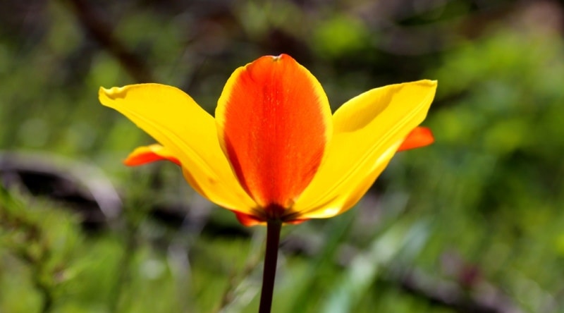 Tulipa zenaidae. Merke gorge. Zhambyl province.