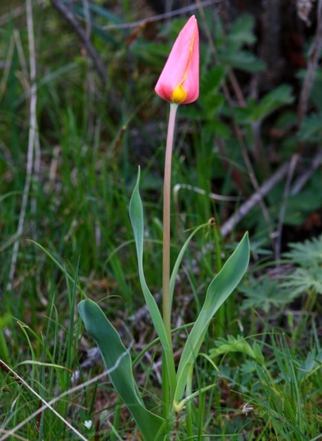 Tulipa zenaidae. Merke gorge. Zhambyl province.