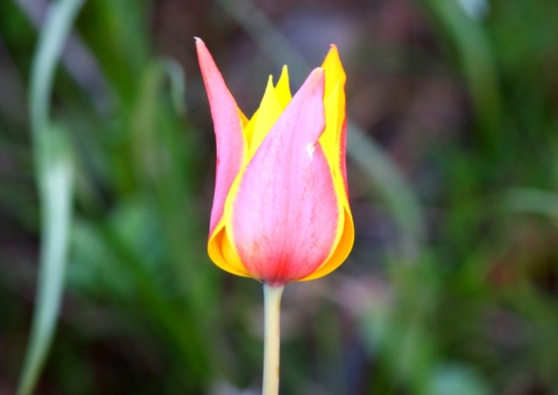 Tulipa zenaidae. Merke gorge. Zhambyl province.