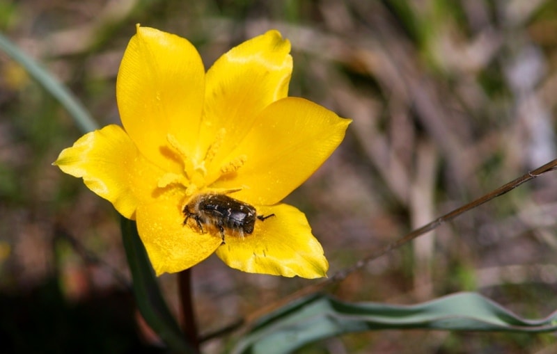 Tulipa zenaidae. Merke gorge. Zhambyl province.