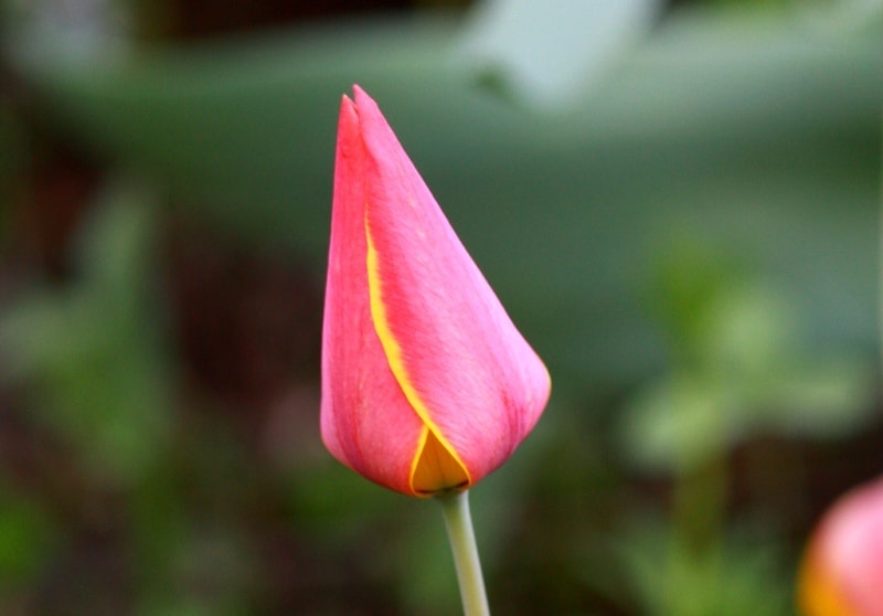 Tulipa zenaidae. Merke gorge. Zhambyl province.