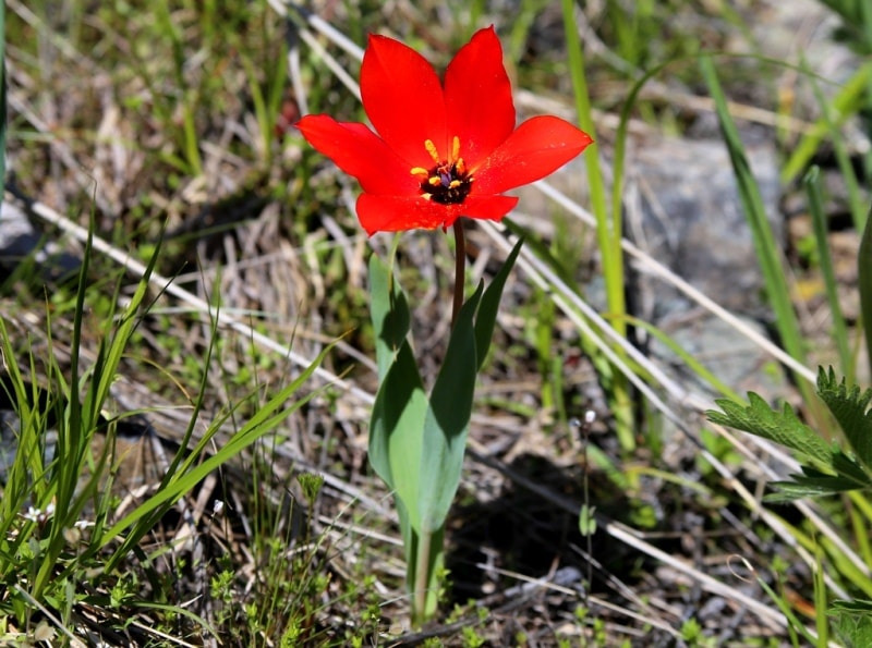 Tulipa zenaidae. Merke gorge. Zhambyl province.