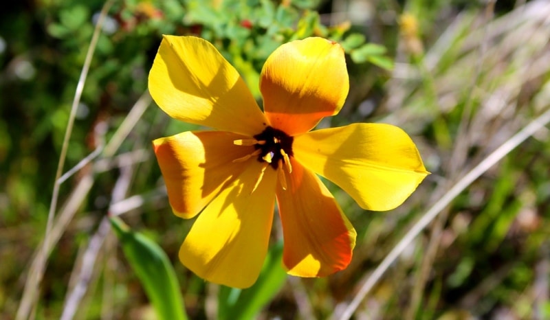 Tulipa zenaidae. Merke gorge. Zhambyl province.