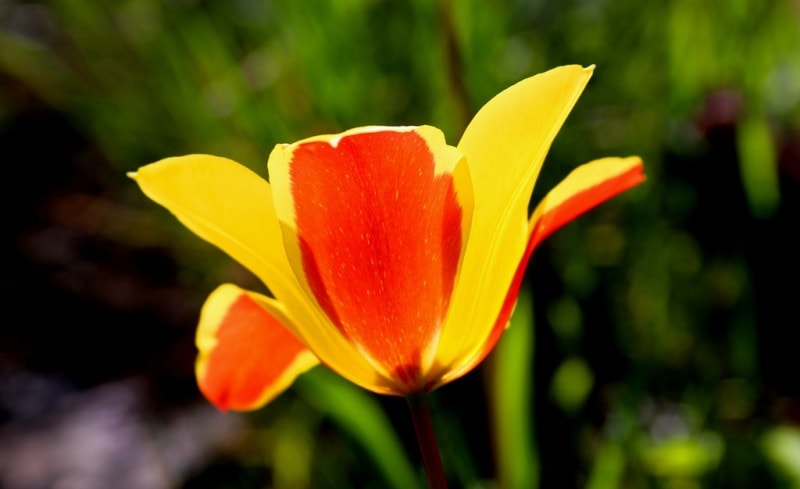 Tulipa zenaidae. Merke gorge. Zhambyl province.