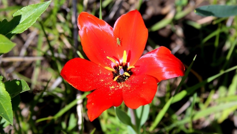 Tulipa zenaidae. Merke gorge. Zhambyl province.