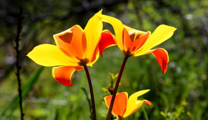 Tulipa zenaidae. Merke gorge. Zhambyl province.