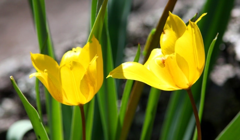 Tulipa zenaidae. Merke gorge. Zhambyl province.