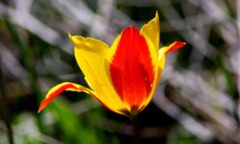 Tulipa zenaidae. Merke gorge. Zhambyl province.