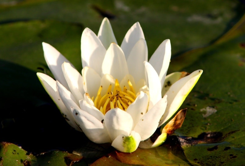 Water-lily (Nymphaea).