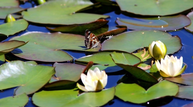 Water-lily (Nymphaea).