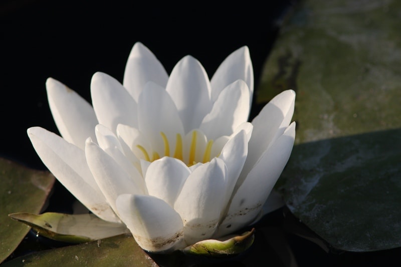 Water-lily (Nymphaea).