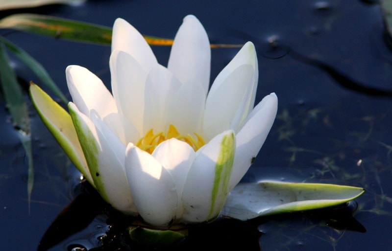 Water-lily (Nymphaea).