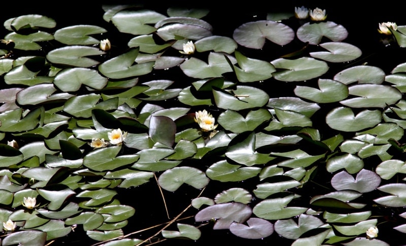 Water-lily (Nymphaea).